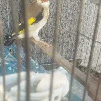 سهره باغی ۲ساله