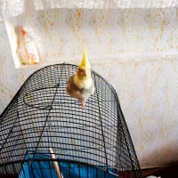 عروس هلندی جوجه 4ماه آماده یادگیری|پرنده|مرودشت, دولت آباد|دیوار