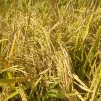 برنج قلق چی