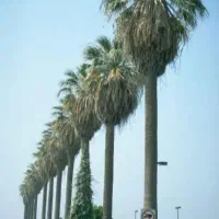 فروش درخت پالم واشنگتن