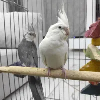 عروس هلندی جفت مولد خ الهیه ۱۱/۱۳|پرنده|بندرعباس, |دیوار