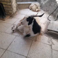 میش چاق و بزغاله چاق