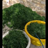 شویدخشک|خوردنی و آشامیدنی|قم, نوبهار|دیوار