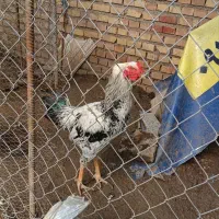 حیوانات مزرعه