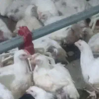 کارگر مرغداری