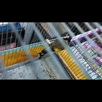 سهره ۲ خال حلب|پرنده|تهران, تولید دارو|دیوار