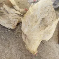 جوجه مرغ