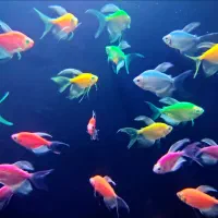 آکواریوم ماهی کالرویدو باله بلند