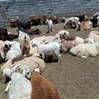 بز ومیش وچبوش مخصوص محرم