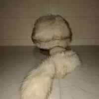 کلاه روسی اورجینال|لباس|ری, دولتآباد|دیوار