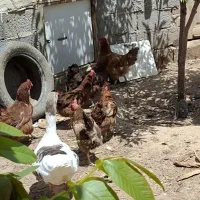 فروش مرغ تخم گذار