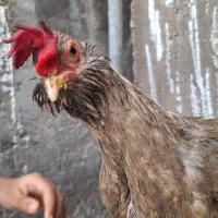 مرغ محلی تخمگذار