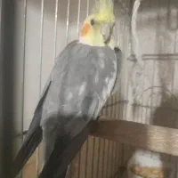 جوجه عروس هلندی نر 4 ماهه