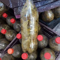 برگ مو-خیارشور - لواشک