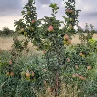 فروش سر درختی گلابی درگزی