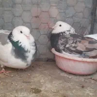 کبوتر پرشی