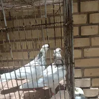طوقی|پرنده|شیراز, شهرک بهار|دیوار