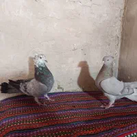 کبوتر اصفهانی