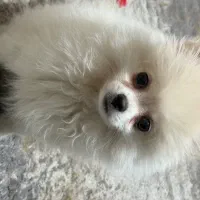 پامرین خرسی ماده