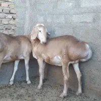 بره|حیوانات مزرعه|بوژگان, |دیوار