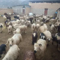 فروش ۷۰ راس بره|حیوانات مزرعه|پاسارگاد, |دیوار