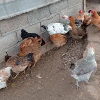 فروش مرغ محلی وگلپایگان و جوجه یکماه و نیم آمروک|حیوانات مزرعه|لشت نشا, |دیوار