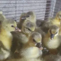 جوجه غاز محلی و دورگ