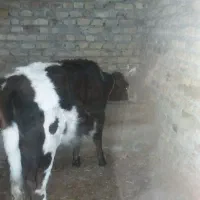 ۴عددگاو|حیوانات مزرعه|ایلخچی, |دیوار