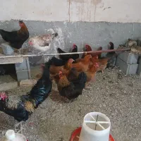 مرغ گلپایگانی جوان همه تخم میکنن سن ۹ماه