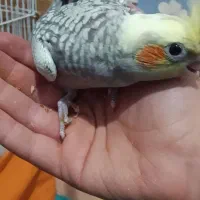 عروس هلندی|پرنده|تبریز, |دیوار