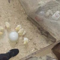 جوجه گوشتی راس