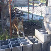 توله دورگ سرابی|سگ|عباسآباد, |دیوار