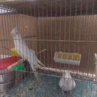 انواع طوطی وقناری