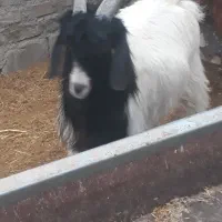 فروش بره|حیوانات مزرعه|جوادآباد, |دیوار