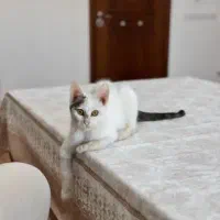 گربه ی خونگی ملوس|گربه|گنبد کاووس, |دیوار