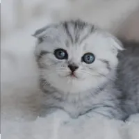 نگهداری از ۲ تا بچه گربه رایگان