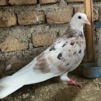 سرور