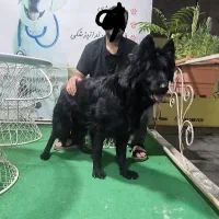 سگ ژرمن بلک موبلند ماده ۲ساله