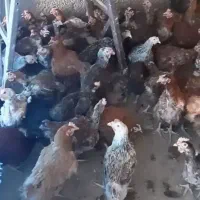 فروش 400 عدد مرغ رسمی تخم گذار|حیوانات مزرعه|کرج, شهرک فهمیده|دیوار