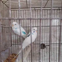 دوجفت مرغ عشق سروحال