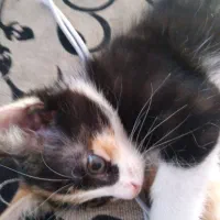 گربه گمشده|گربه|مراغه, |دیوار