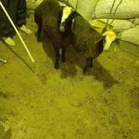 بره|حیوانات مزرعه|کوهدشت, |دیوار