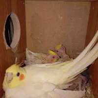 عروس هلندی