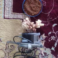 تصفیه هنگام صخره  و غذا