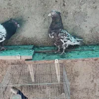 یه جفت سرور و سرکه ای عتیقه