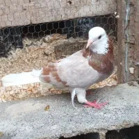 کبوتر ماده