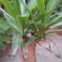 گلها وگیاهان فضای باز|گل و گیاه طبیعی|رویان, |دیوار