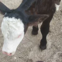 خواهان گاوشیری یا همراه گوسالع