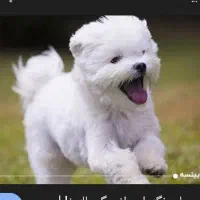 سگ خانگی  گمشده