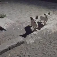 ۳عدد،طوله سگ ۴ماهه|سگ|رفسنجان, |دیوار